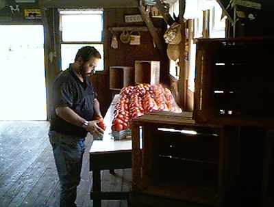 tomatoe picking