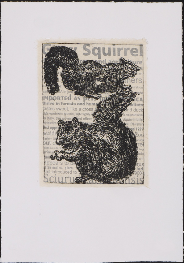 gray-squirrel.jpg