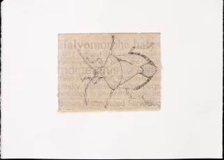 Brown Marmoset Shield Bug 10"w x 9"h