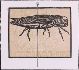 Relief Chine Collet Print, painted pin