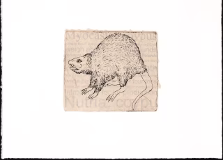 Nutria 9.5"w x 9.25"h