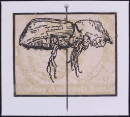 Relief Chine Collet Print, painted pin