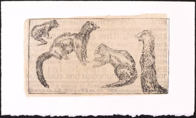 Small Indian Mongoose